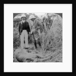The dead maneater, Behar jungle, India by Underwood & Underwood