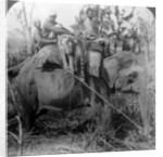 Carrying dead tigers back to camp, Behar ungle, India by Underwood & Underwood
