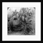 Carrying dead tigers back to camp, Behar ungle, India by Underwood & Underwood