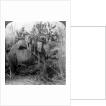 Carrying dead tigers back to camp, Behar ungle, India by Underwood & Underwood