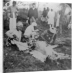 Skinning a dead tiger, shoot of the Maharajah of Cooch Behar, India by Underwood & Underwood