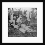 Skinning a dead tiger, shoot of the Maharajah of Cooch Behar, India by Underwood & Underwood