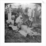 Skinning a dead tiger, shoot of the Maharajah of Cooch Behar, India by Underwood & Underwood