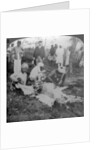 Skinning a dead tiger, shoot of the Maharajah of Cooch Behar, India by Underwood & Underwood