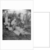 Skinning a dead tiger, shoot of the Maharajah of Cooch Behar, India by Underwood & Underwood