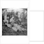 Skinning a dead tiger, shoot of the Maharajah of Cooch Behar, India by Underwood & Underwood
