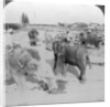 Elephants working in a timber yard, India by Underwood & Underwood