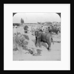 Elephants working in a timber yard, India by Underwood & Underwood