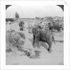 Elephants working in a timber yard, India by Underwood & Underwood