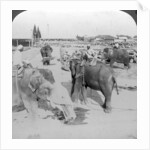 Elephants working in a timber yard, India by Underwood & Underwood