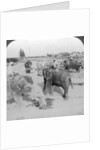 Elephants working in a timber yard, India by Underwood & Underwood