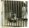 Captured man-eating tiger blamed for 200 deaths, Calcutta, India by Underwood & Underwood
