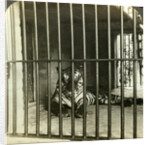 Captured man-eating tiger blamed for 200 deaths, Calcutta, India by Underwood & Underwood