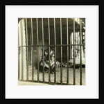 Captured man-eating tiger blamed for 200 deaths, Calcutta, India by Underwood & Underwood