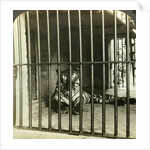 Captured man-eating tiger blamed for 200 deaths, Calcutta, India by Underwood & Underwood