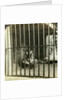 Captured man-eating tiger blamed for 200 deaths, Calcutta, India by Underwood & Underwood
