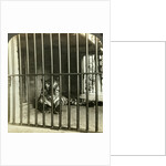 Captured man-eating tiger blamed for 200 deaths, Calcutta, India by Underwood & Underwood