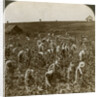 Tobacco field, Montpeller, Jamaica by Underwood & Underwood