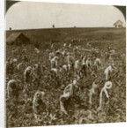 Tobacco field, Montpeller, Jamaica by Underwood & Underwood