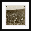 Tobacco field, Montpeller, Jamaica by Underwood & Underwood