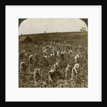Tobacco field, Montpeller, Jamaica by Underwood & Underwood