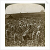 Tobacco field, Montpeller, Jamaica by Underwood & Underwood