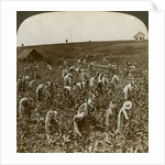 Tobacco field, Montpeller, Jamaica by Underwood & Underwood