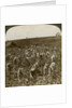Tobacco field, Montpeller, Jamaica by Underwood & Underwood