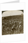Tobacco field, Montpeller, Jamaica by Underwood & Underwood
