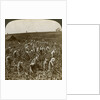 Tobacco field, Montpeller, Jamaica by Underwood & Underwood