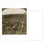 Tobacco field, Montpeller, Jamaica by Underwood & Underwood
