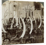 'Hall of Tusks,' in the home of Lady de Soysa, Bambalapitiya, Colombo, Ceylon by Underwood & Underwood