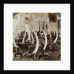 'Hall of Tusks,' in the home of Lady de Soysa, Bambalapitiya, Colombo, Ceylon by Underwood & Underwood