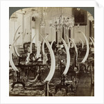 'Hall of Tusks,' in the home of Lady de Soysa, Bambalapitiya, Colombo, Ceylon by Underwood & Underwood