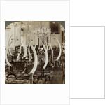 'Hall of Tusks,' in the home of Lady de Soysa, Bambalapitiya, Colombo, Ceylon by Underwood & Underwood