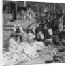 Sorting and packing daikon (Japanese radishes) on the waterfront, Atami, Japan by HC White