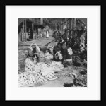 Sorting and packing daikon (Japanese radishes) on the waterfront, Atami, Japan by HC White