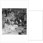 Sorting and packing daikon (Japanese radishes) on the waterfront, Atami, Japan by HC White