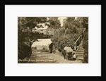The Rustic Bridge, Boscombe Gardens, Bournemouth, Dorset by Anonymous