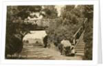 The Rustic Bridge, Boscombe Gardens, Bournemouth, Dorset by Anonymous