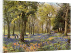 Wild Hyacinths in a Surrey Copse by Anonymous