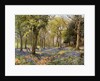 Wild Hyacinths in a Surrey Copse by Anonymous