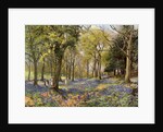 Wild Hyacinths in a Surrey Copse by Anonymous