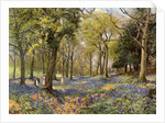 Wild Hyacinths in a Surrey Copse by Anonymous