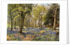 Wild Hyacinths in a Surrey Copse by Anonymous