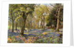 Wild Hyacinths in a Surrey Copse by Anonymous