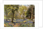 Wild Hyacinths in a Surrey Copse by Anonymous