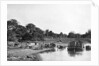 River scene, Rio Corrientes, Paraguay by Anonymous