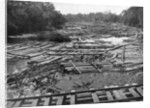 Cedar logs on the Tebicuary-Guazu River floating by the railway bridge, Paraguay by Anonymous