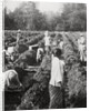 Preparing irrigation channels at a sugar plantation, Java, Dutch East Indies by Anonymous